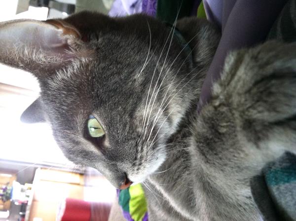 /Images/uploads/Humane Society of Utah/HSUCalendar/entries/795thumb.jpg